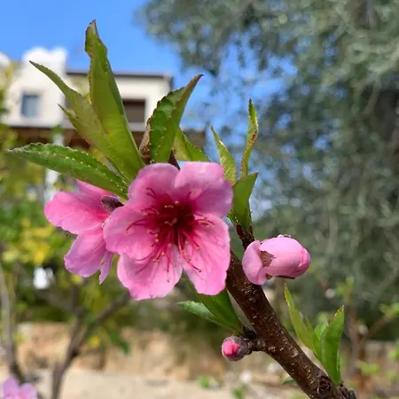 Gladiolus וילה